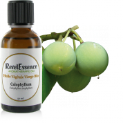 huile-vegetale-Calophyllum-50ml-visuel