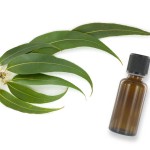 huile-essentielle-eucalyptus