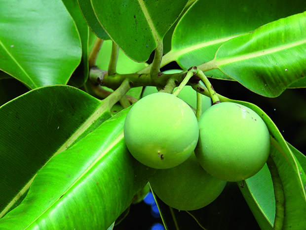 CALOPHYLLUM