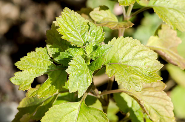 huile-essentielle-patchouli
