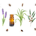huile-essentielle-anti-insectes