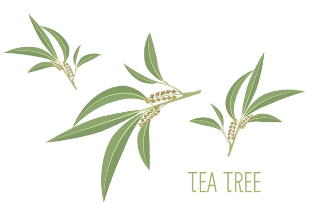 TEA-TREE