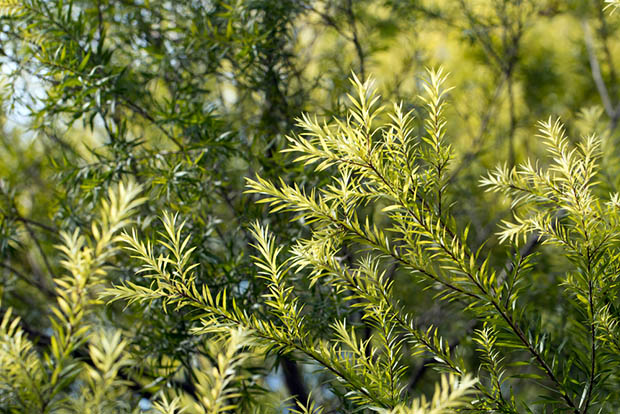 huile-essentielle-tea-tree-2