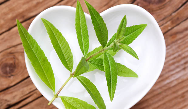 verveine-yunnan-feuille