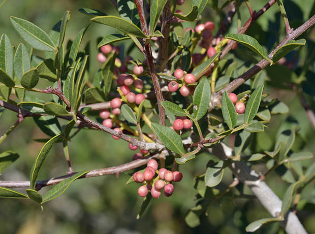huile-essentielle-lentistique-pistachier