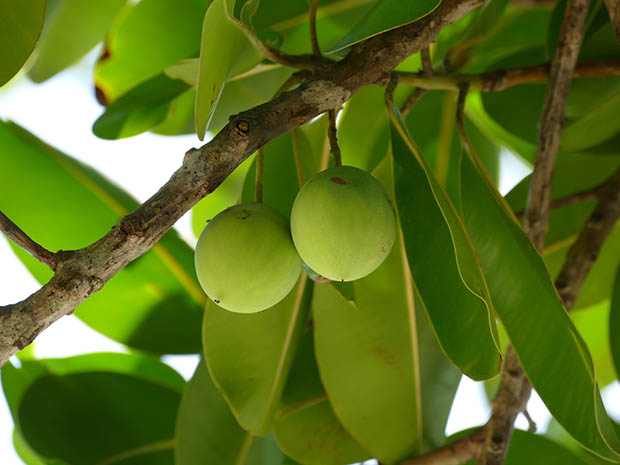 huile-vegetale-calophylum