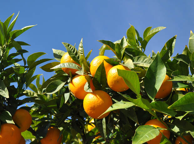 orange-douce