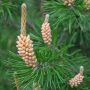 Pin Sylvestre