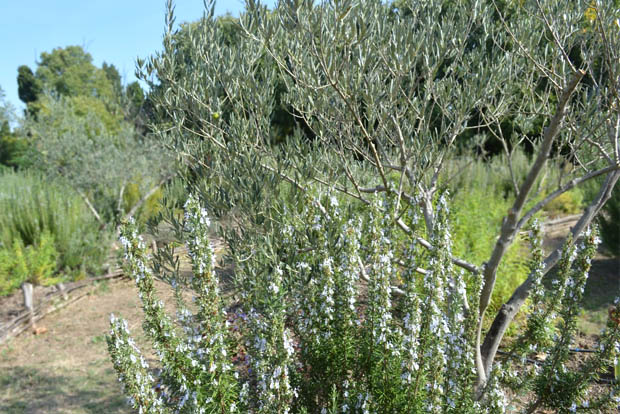 romarin