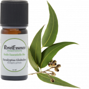 huile-essentielle-eucalyptus-globulus-bio-10ml