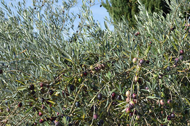 Olive-bio-revelessence