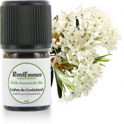 Huile-Essentielle-Ledon-du-groenland-2ml