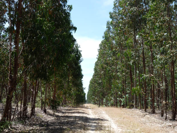 Eucalyptus-Globulus-plantation