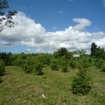 Plantation de ravintsara Manakara