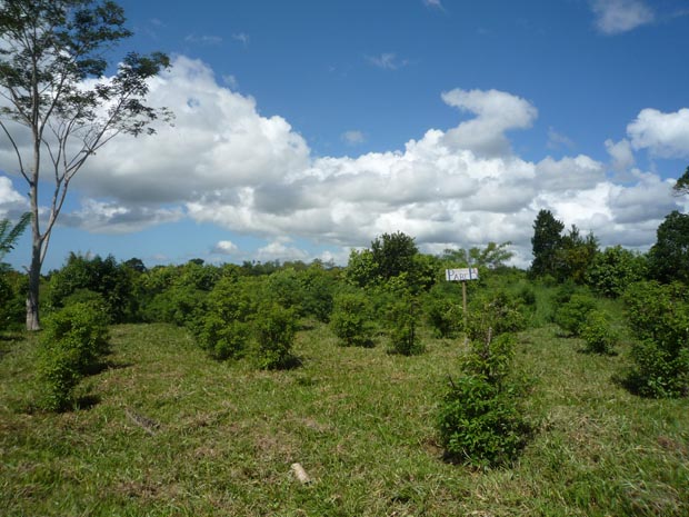Plantation de ravintsara Manakara