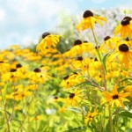 allergie aromatherapie recettes