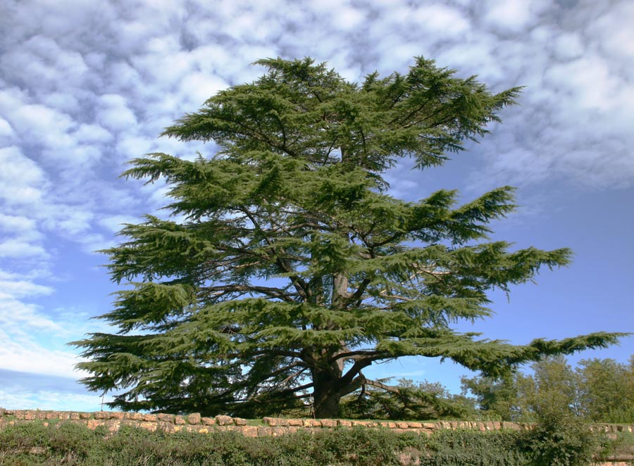 Cèdre Atlat Bio