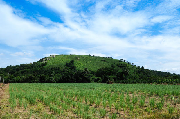 citronnelle-vietnam