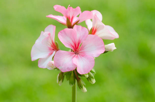 geranium-bourbon