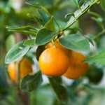 he-orange-douce-amere