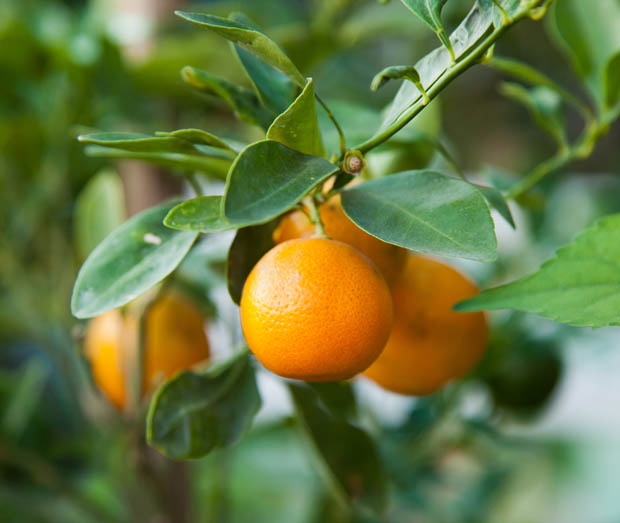 he-orange-douce-amere