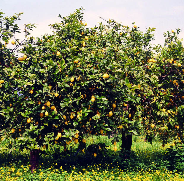 huile essentielle de citron zeste