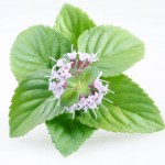 huile-essentielle-menthe-poivree