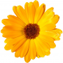 Revelessence