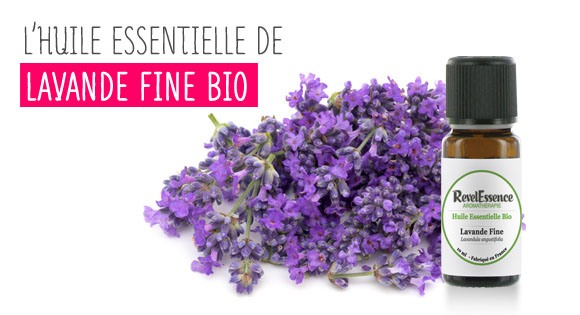 lavande-fine-bio-poux