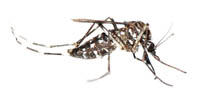 moustique-huiles-essentielles