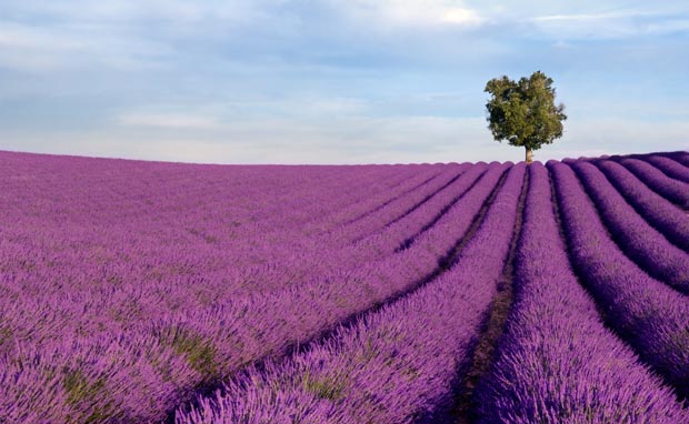 Négocier plante aromatique