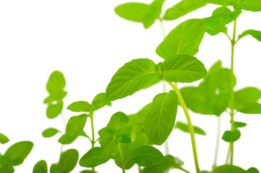 Pourquoi Bio ?