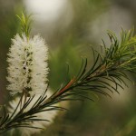 tea-tree