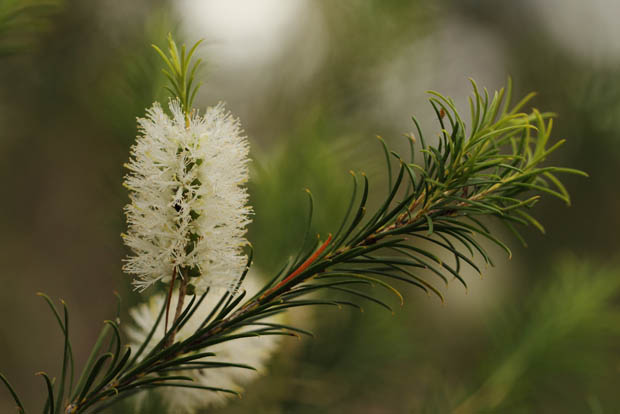 tea-tree
