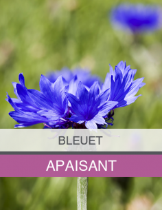 Eau Florale de Bleuet Bio 2