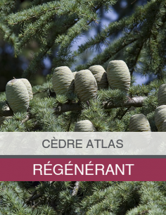 Huile Essentielle de Cèdre... 2