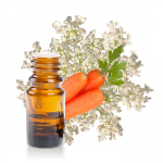 Huile-essentielle-Carotte