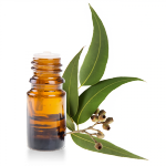 Huile-essentielle-Eucalyptus-Globulus