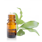 Huile-essentielle-Ravintsara