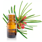 Huile-essentielle-Terebenthine