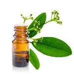 Huile-essentielle-Ravensare