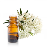 Huile-essentielle-ledon-du-groenland