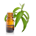 Huile-essentielle-Camphrier