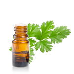 Huile-essentielle-Coriandre