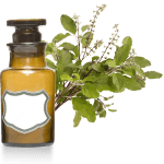Basilic Tropical 10ml