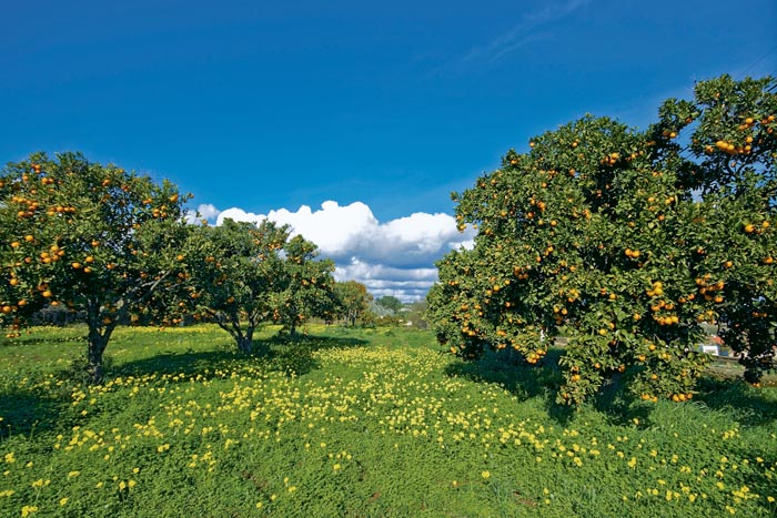 champs-mandarine-huile-essentielle