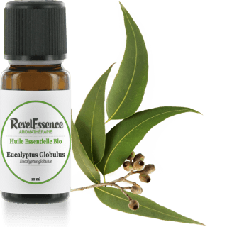 eucalyptus-globulus-10-ml